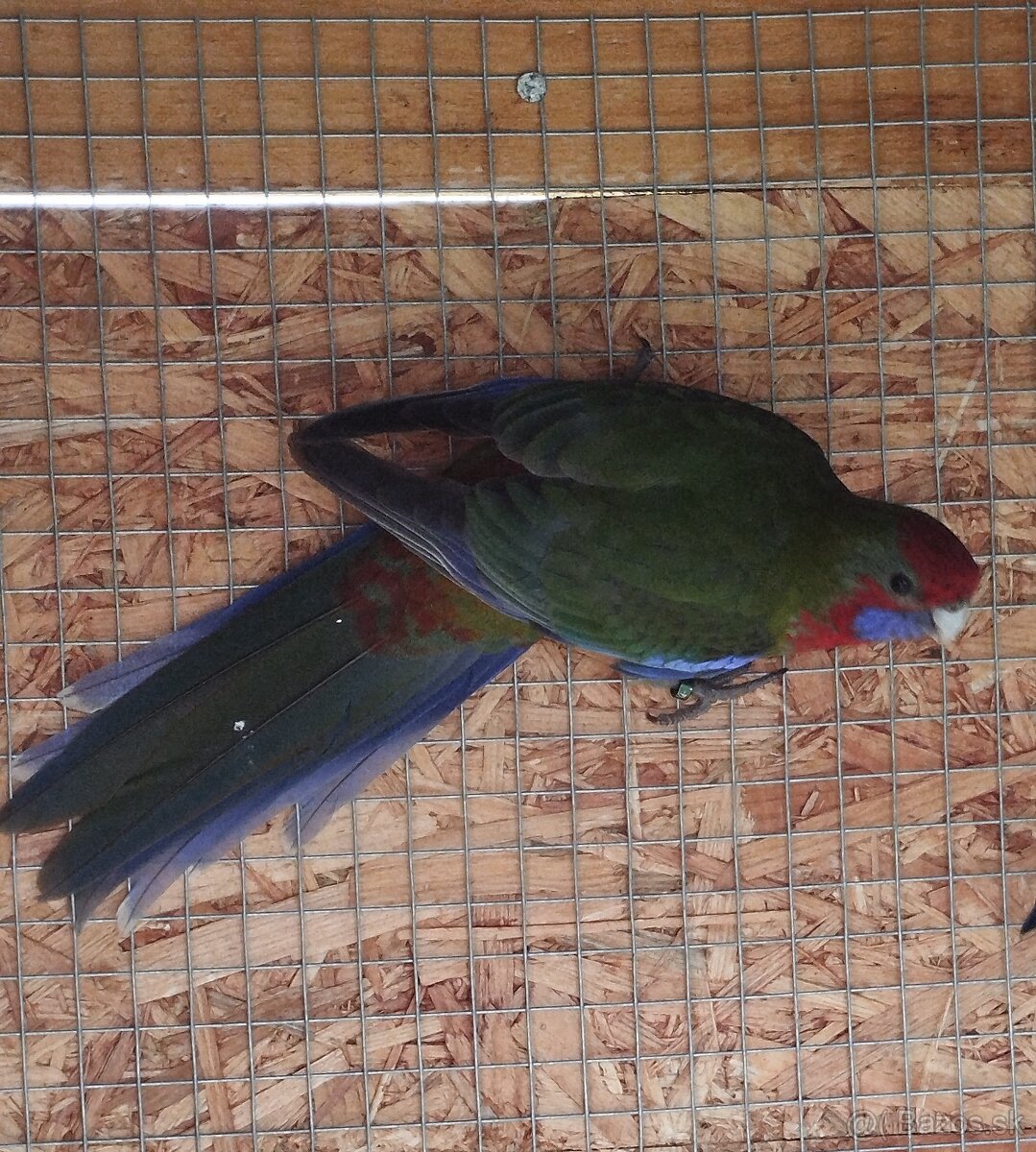 Rozela penantova - 3