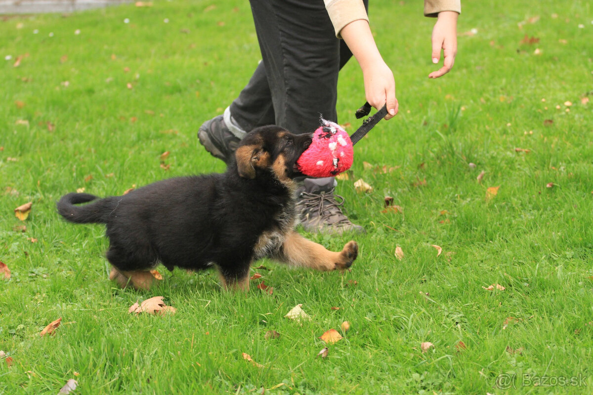 Německy ovčiak - 3