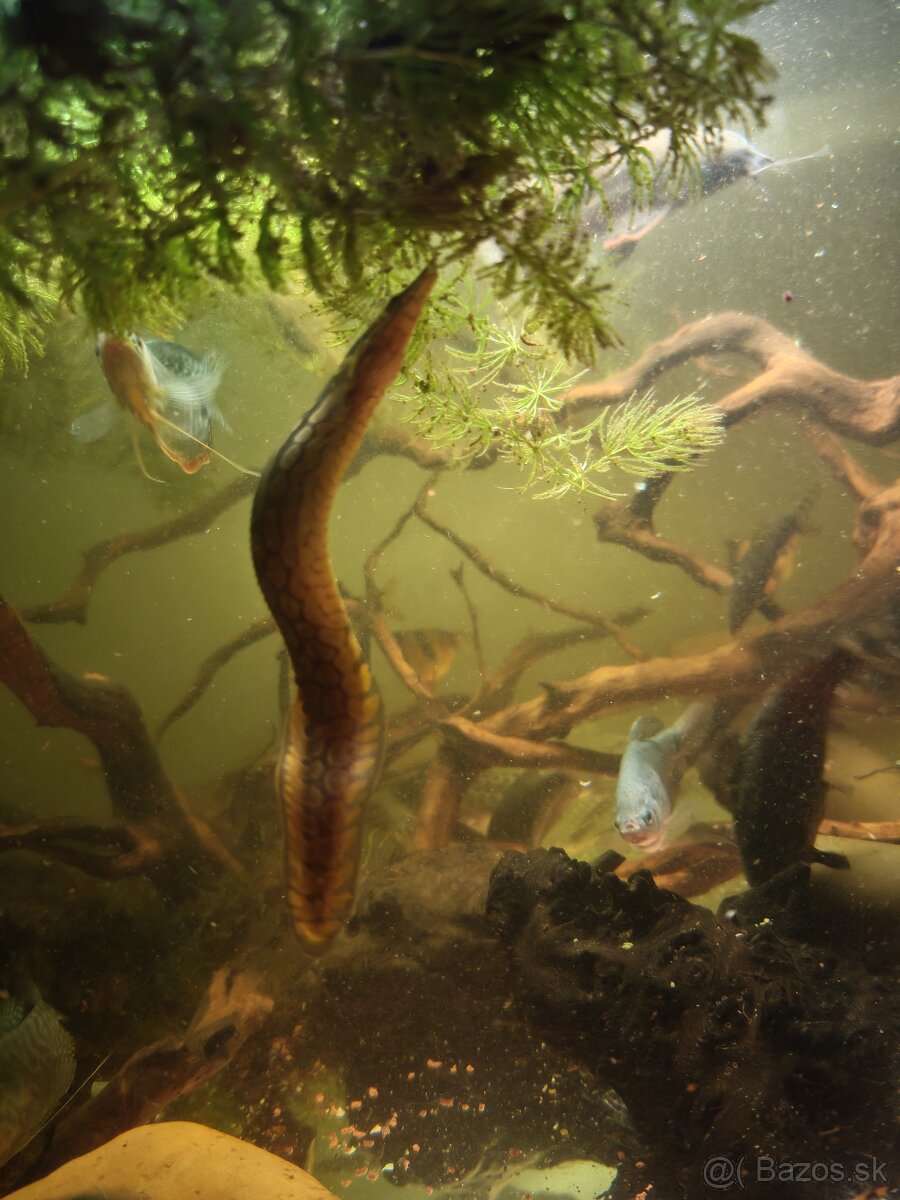 Predám akvarijné rybičky - 3