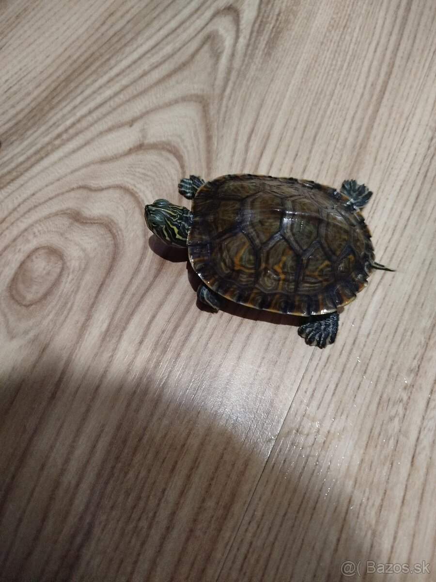 Mladé vodné korytnačky písmenkové – cca 1 rok - 3