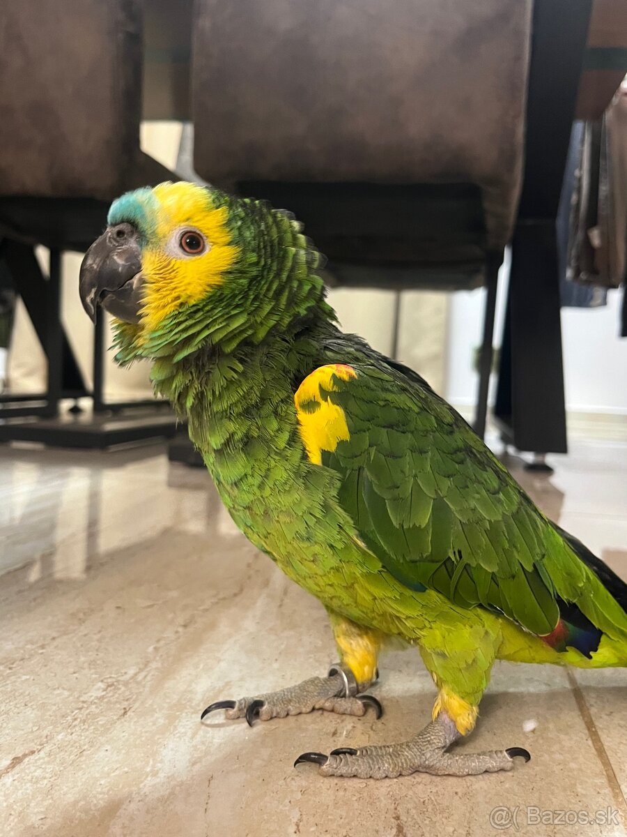 Amazoňan modročerveny - 3