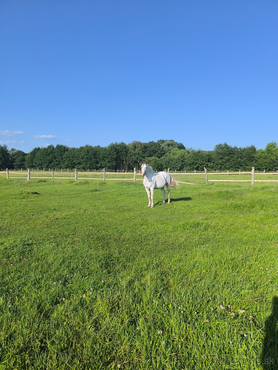 Ponúkame Ustajnenie - 3