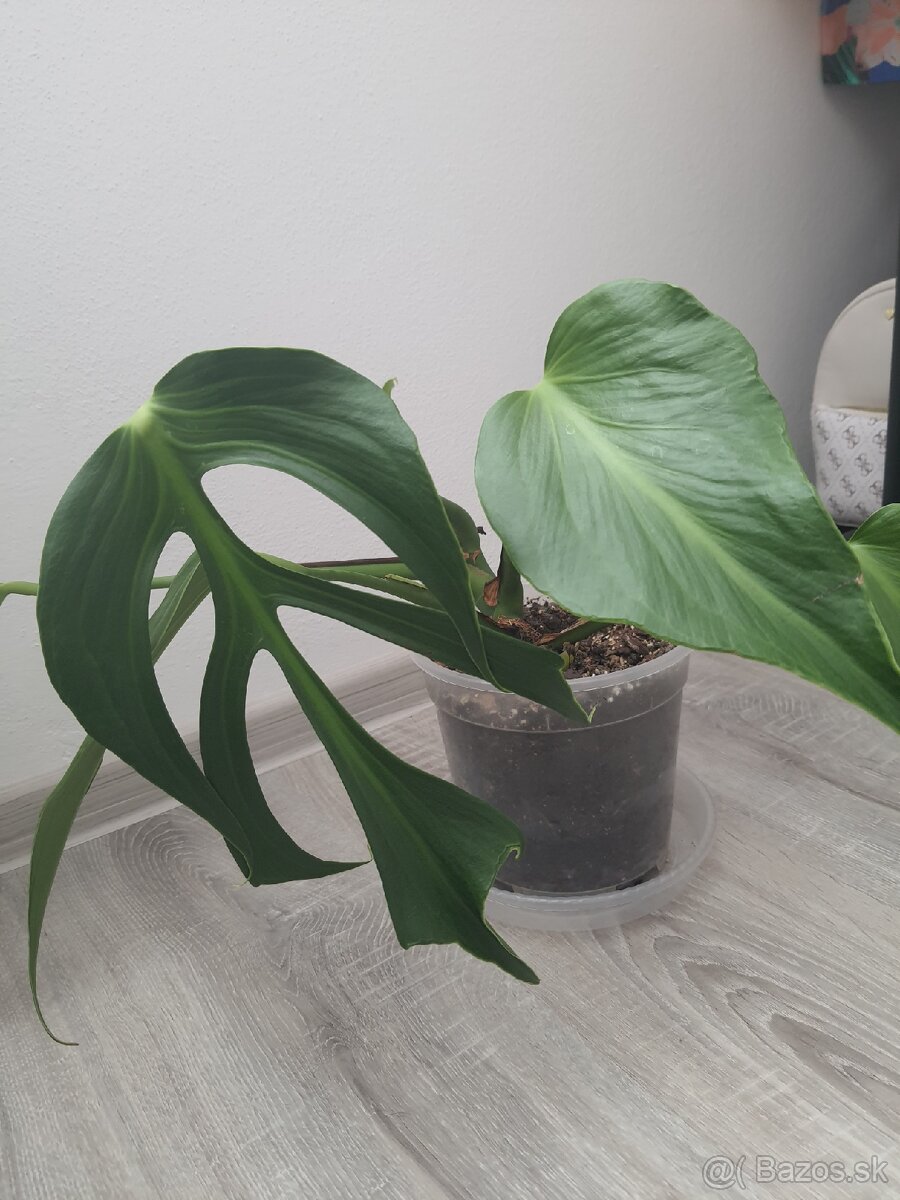 Monstera Burle Marx Flame - 3