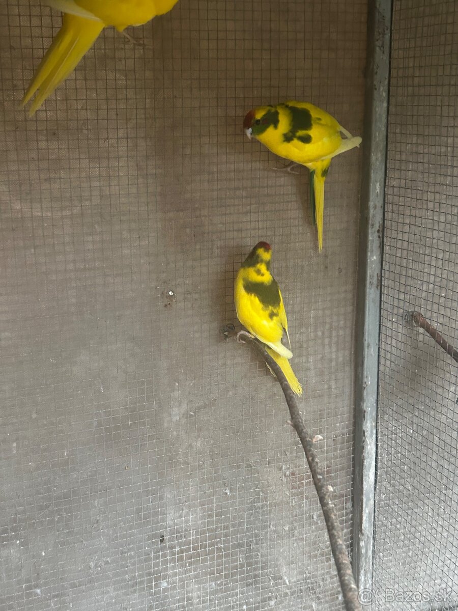 Andulky, Korely, Kakariky, Zebričky - 3