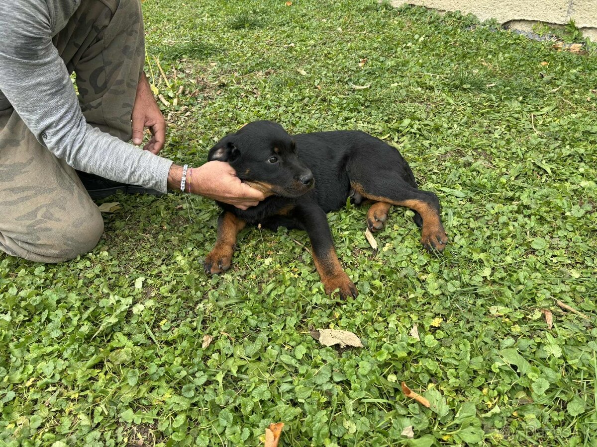 Na predaj šteniatka Rottweilera 🐶Eladó rottweiler kiskutyá - 3
