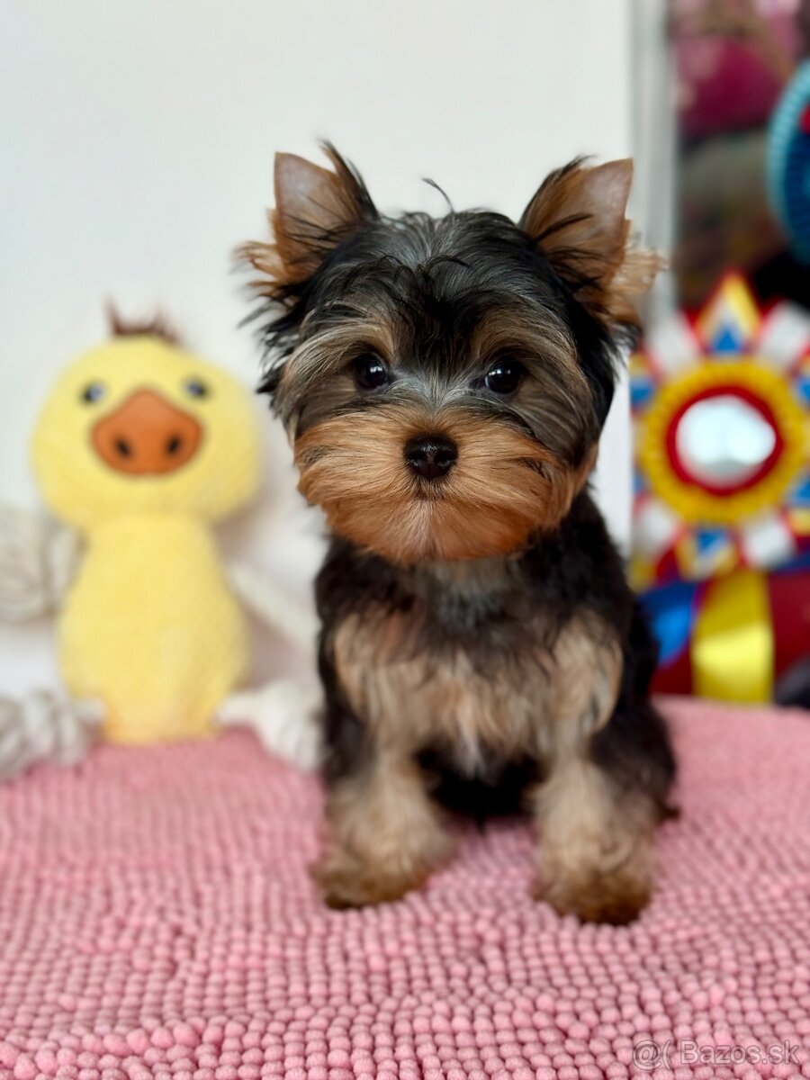 York, Yorkshire, Yorkshirsky terier, mini yorkshire - 3