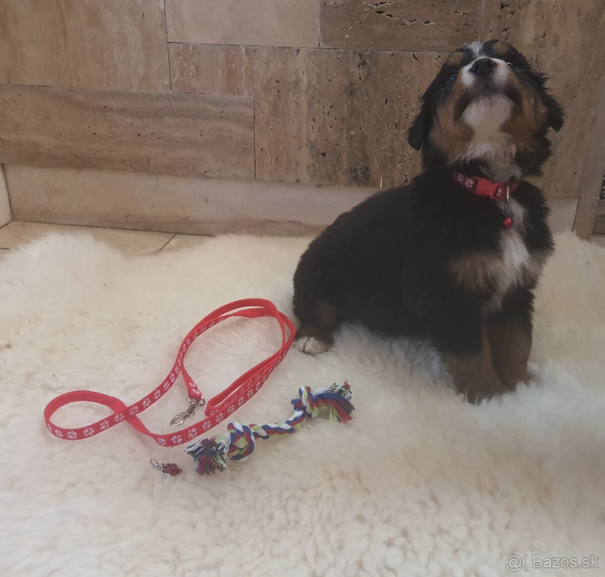 Bernský salašnický pes - 3