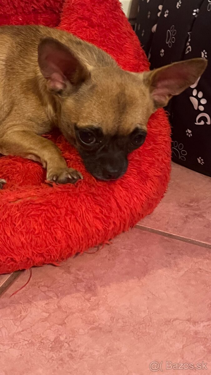 Čivava krátkosrstá - 3