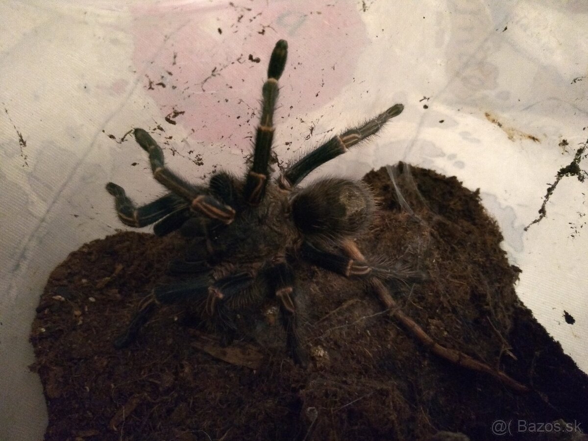 Pavuky, redukcia chovu. - 3