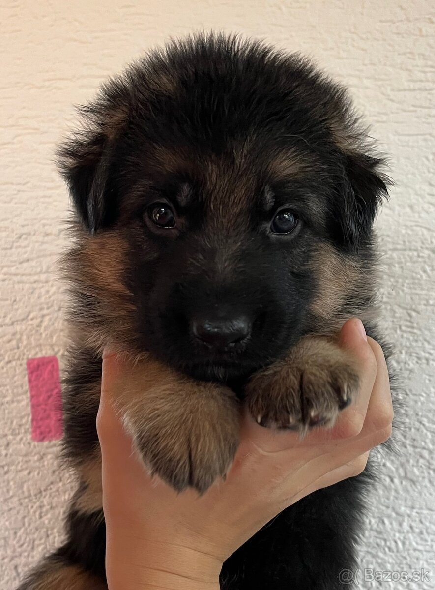 Šteniatka nemeckého ovčiaka s PP - 3