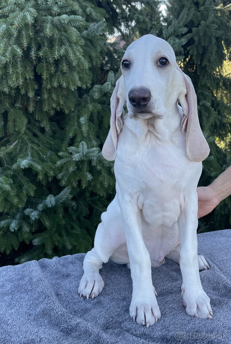 Porcelaine – štěniatko s PP - 3