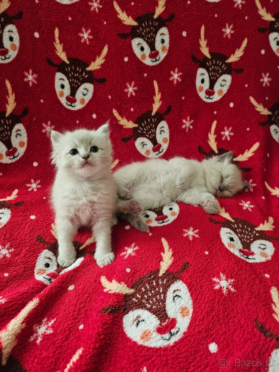 Ragdoll mačiatka - 3