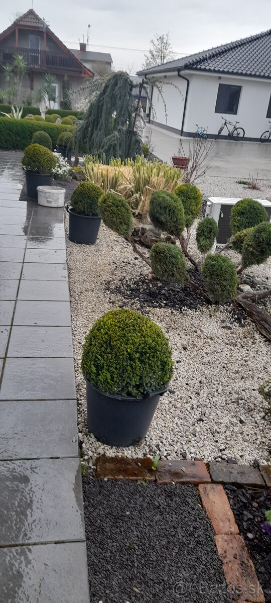 Predam buxus-kruspan - 3