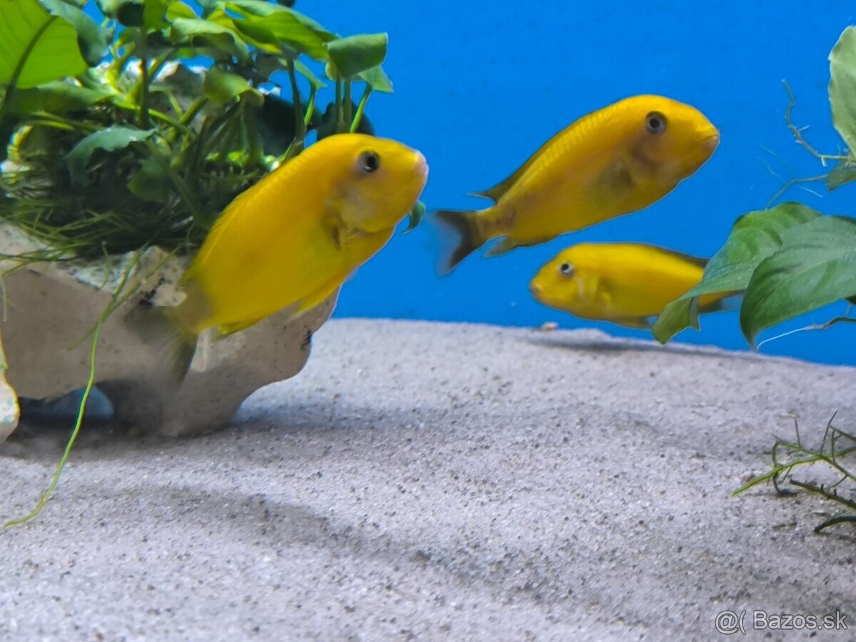 Tropheus Kiriza Gold - 3