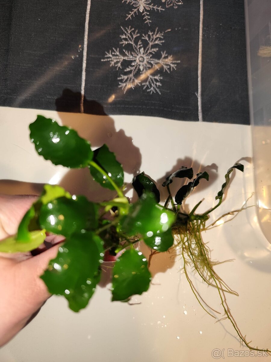 Akvárijne rastliny - 3