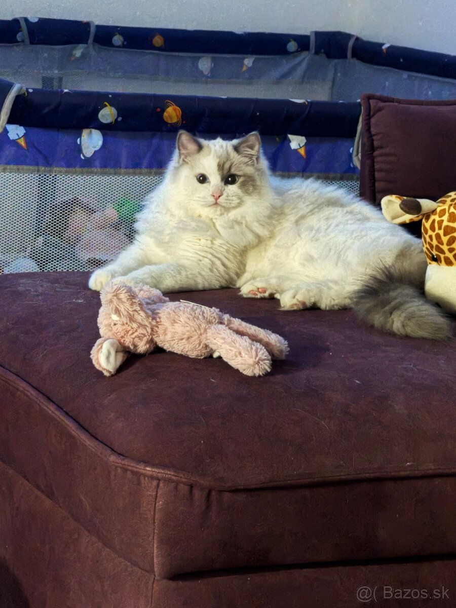 Mačiatka Ragdoll s PP - 3