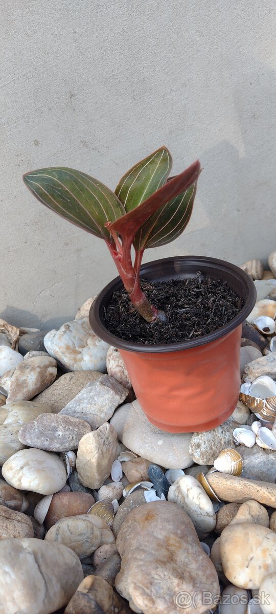 Klenotova orchidea - Ludisia discolor - 3