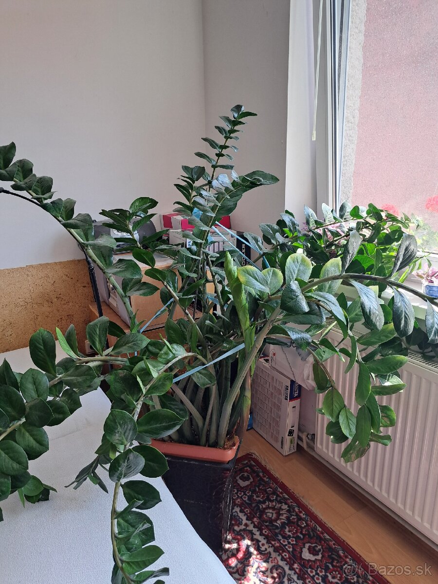 Šeflera, zamiokulkas a iné izbové rastliny - 3