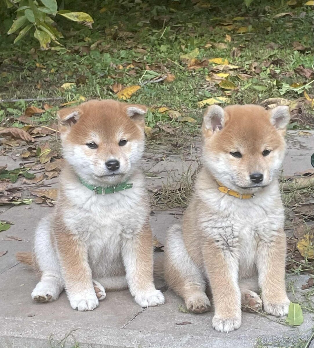 Shiba inu s PP /FCI / - 3