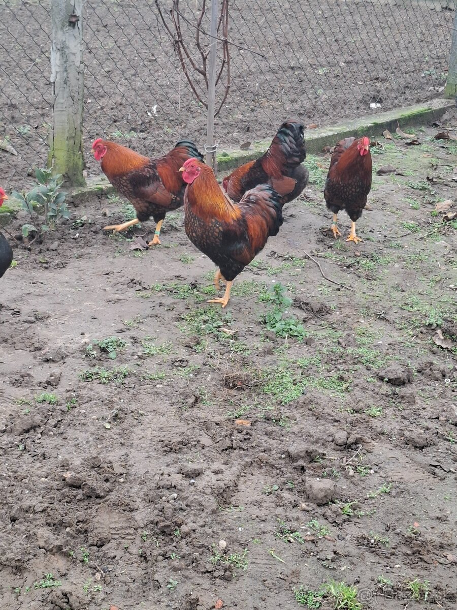 Predám kohútov : - 3