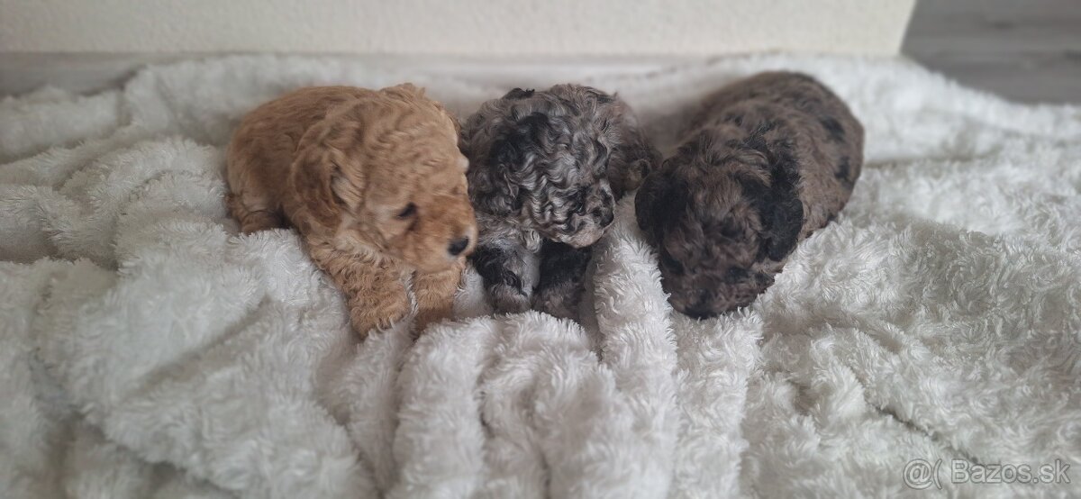 Trpaslíci pudel - 3