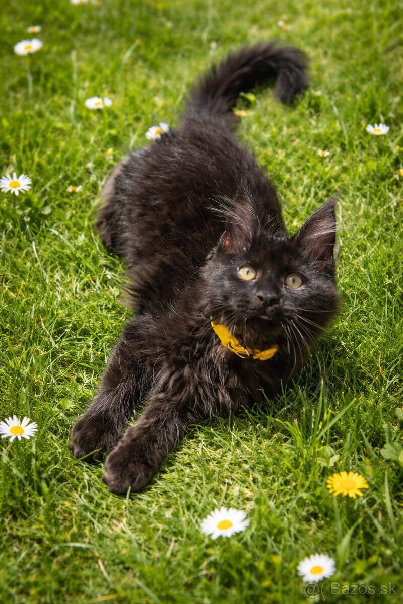 Mainská mývalí s PP - 3