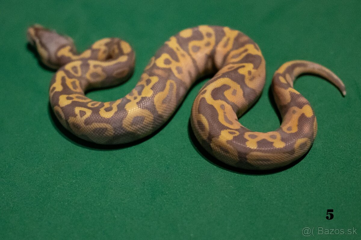 Pytón kráľovský/ Python regius - 3