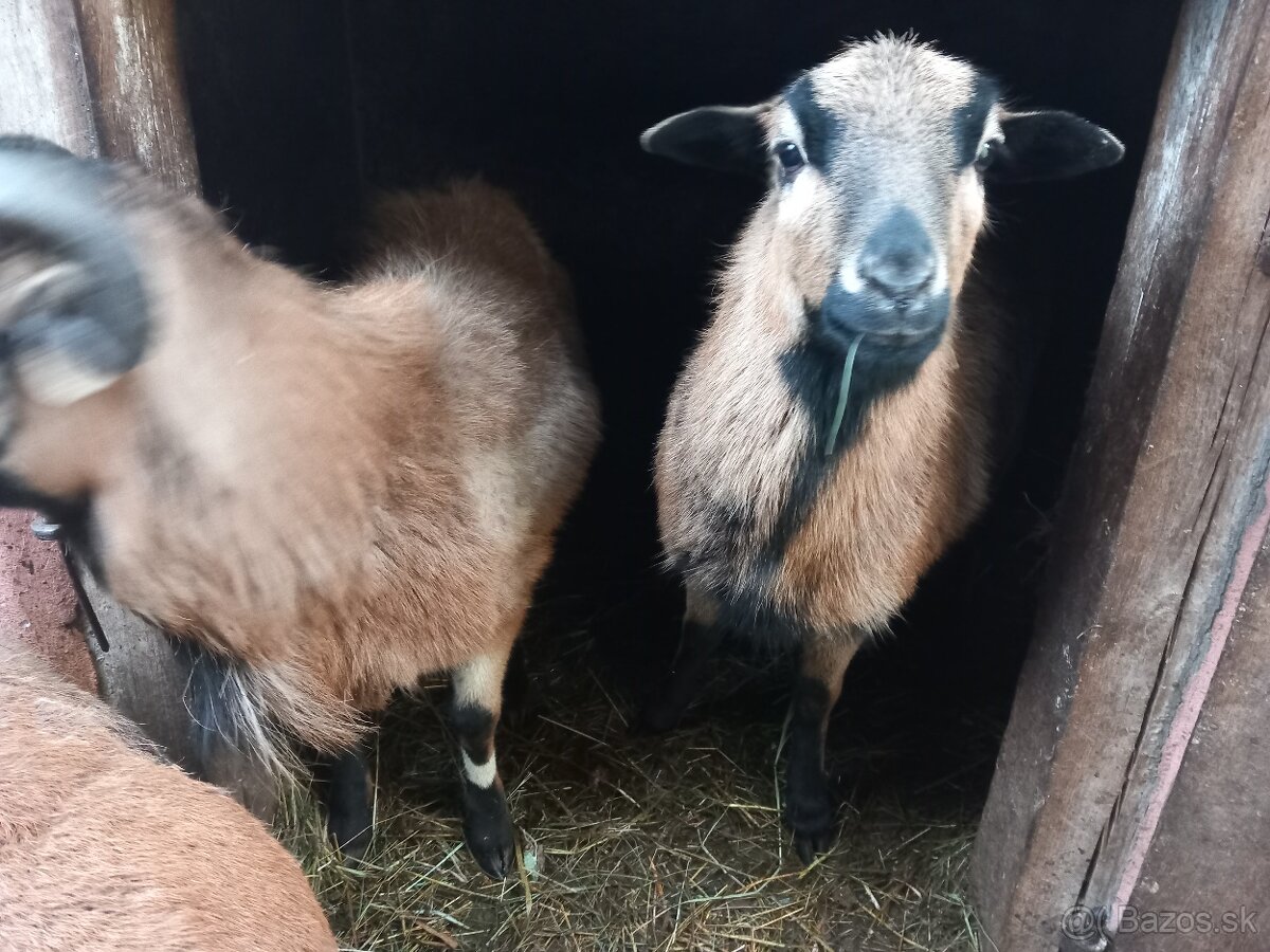 Kamerunske ovečky - 3