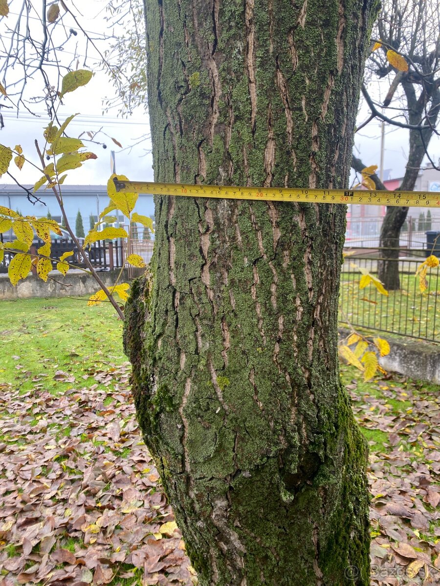 Orechové drevo Čerešňove drevo - 3