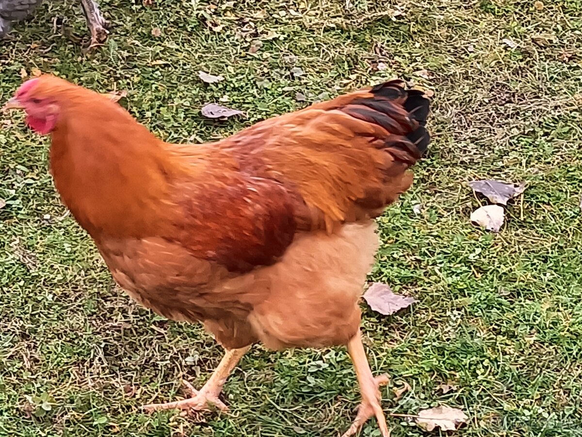 Predám Kohúty Oravka Hnedá a Vlaška Jarabičia - 3