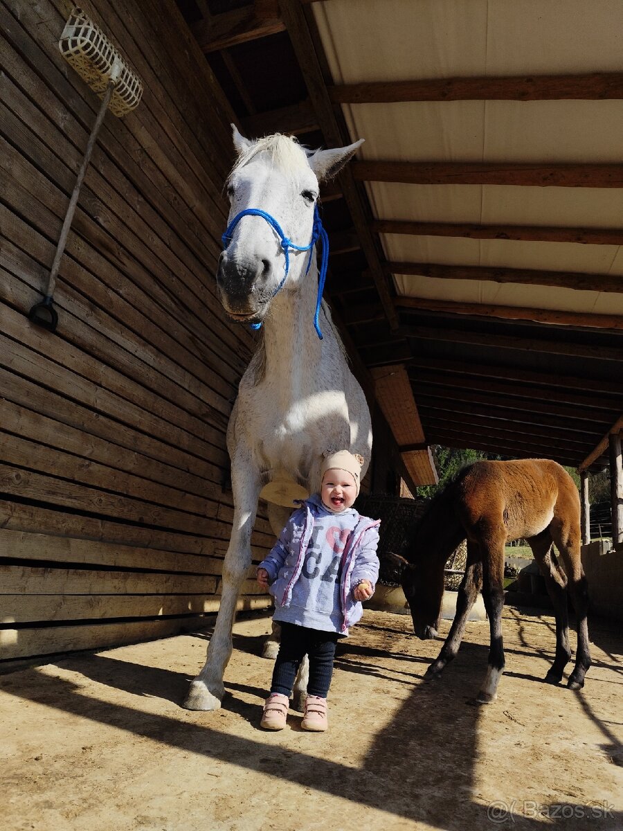 Kobyla originál arab - 3