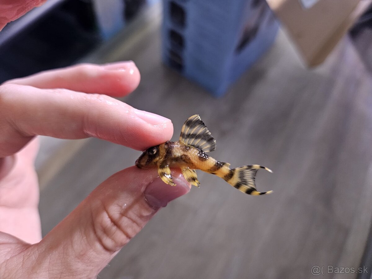 L 333 Gold line AAA - odchov - 3