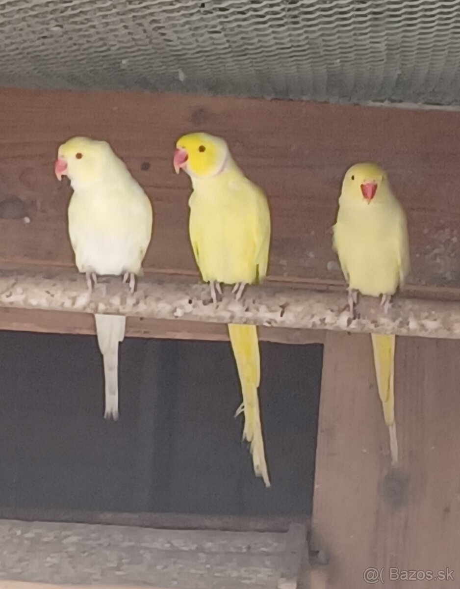 Predám Alexandrov malých: - 3