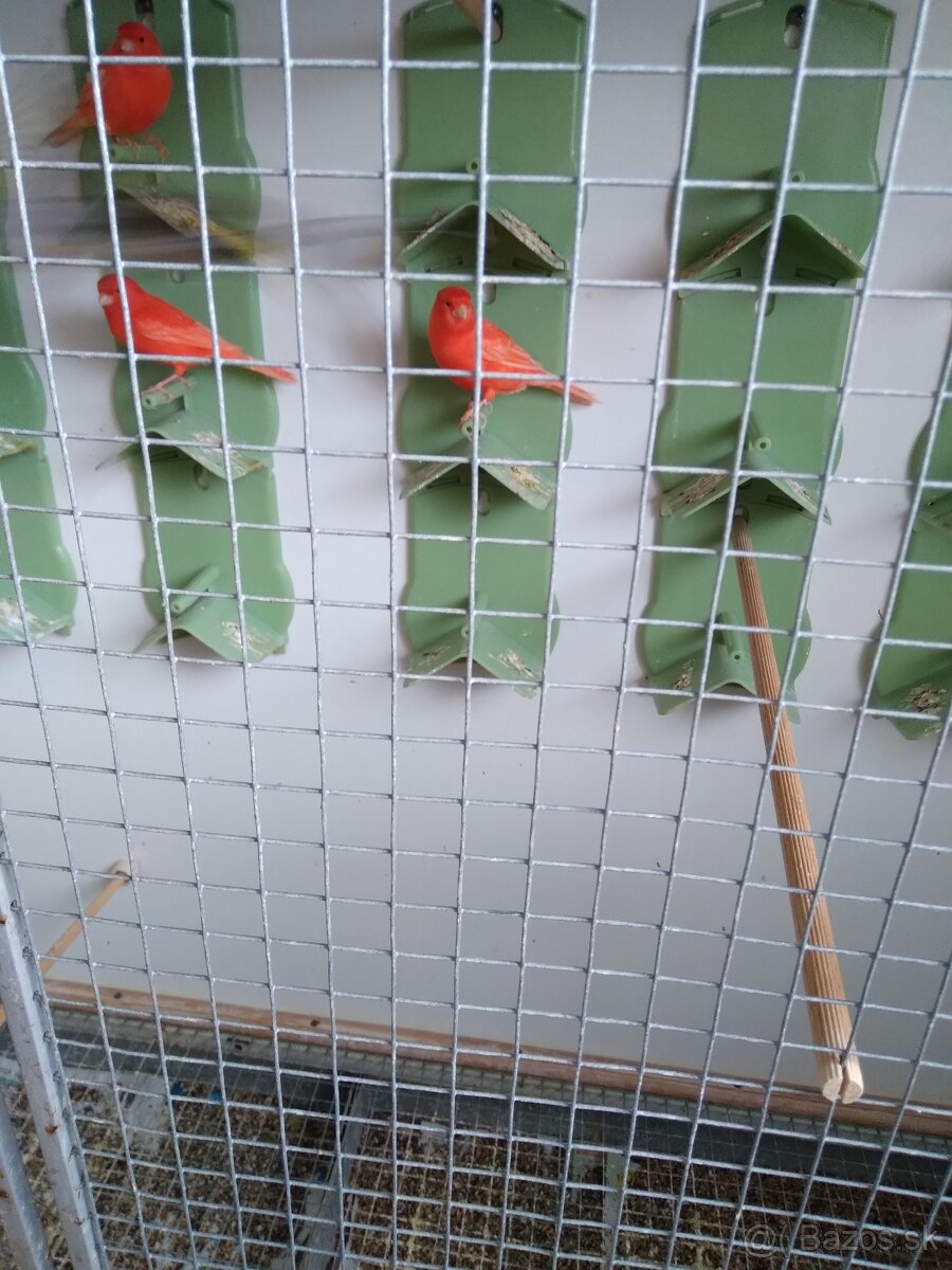 PREDÁM SEDAKY DO KLIETKY ALEBO VOLIERY - 3
