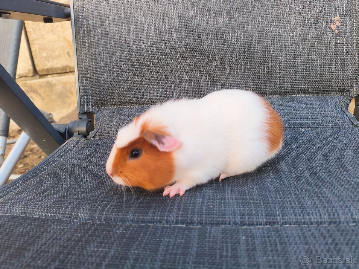 Cuy morčata - 3