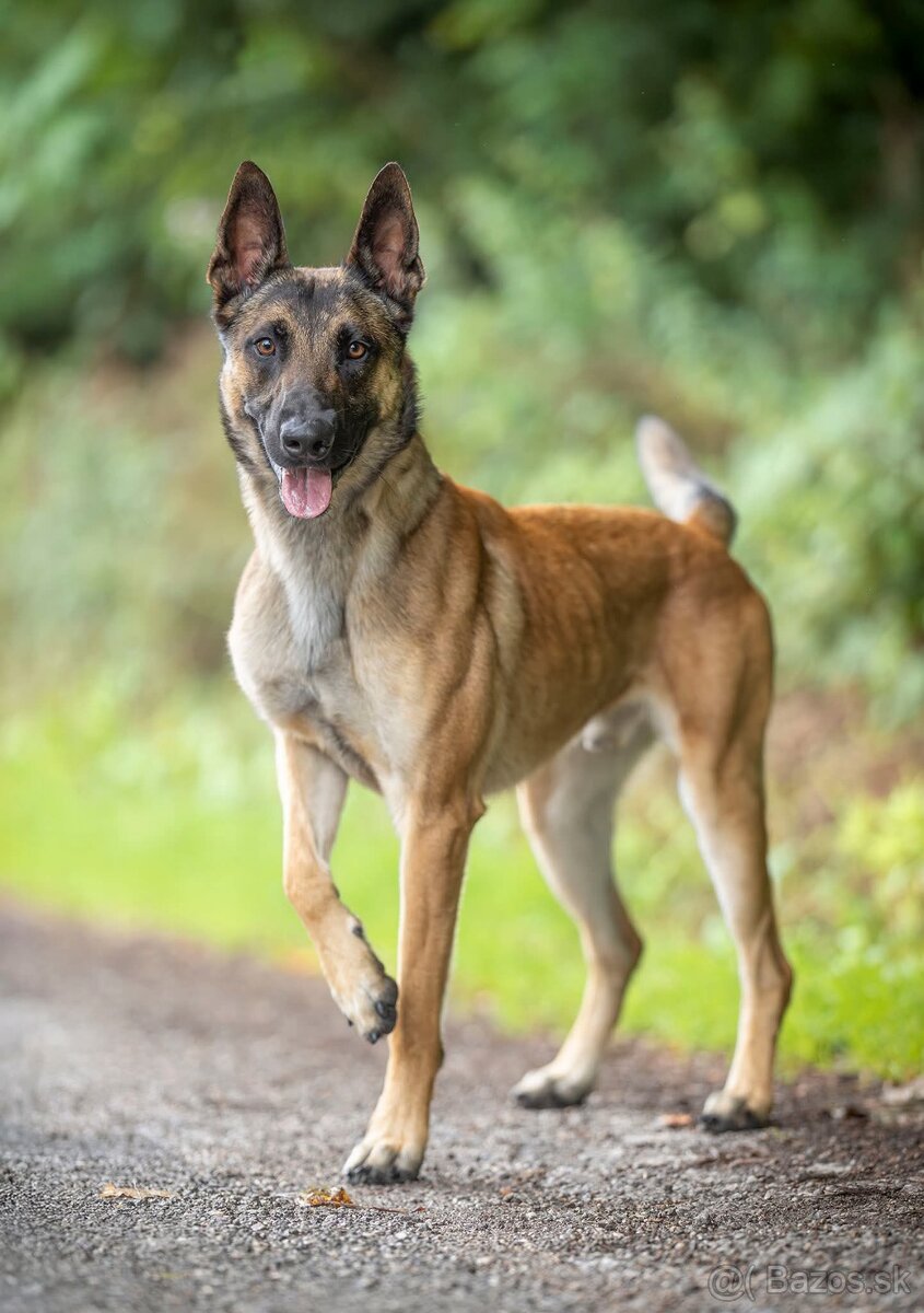 Belgický ovčiak - 3