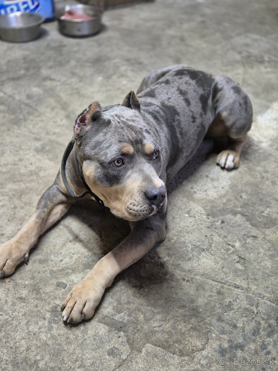 American Bully s PP,ABKC - 3