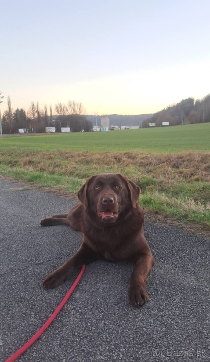 Labradorsky retriever - 3