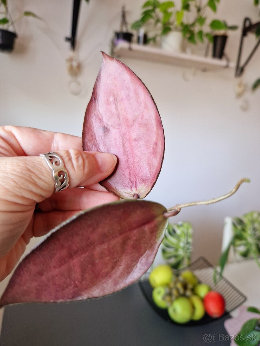 Hoya caudata silver - 3
