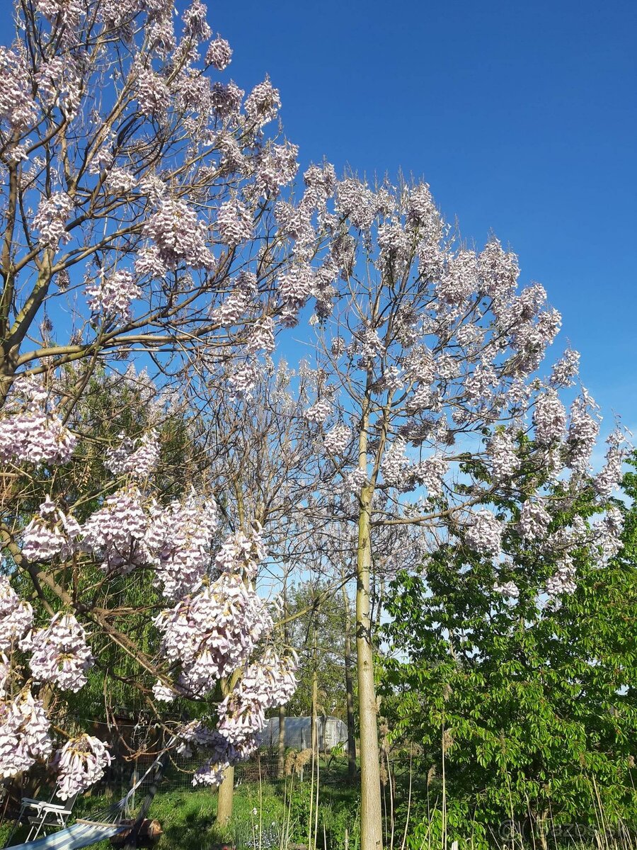 Rýchlorastúci strom-Paulownia clon in vitro 112 - 3