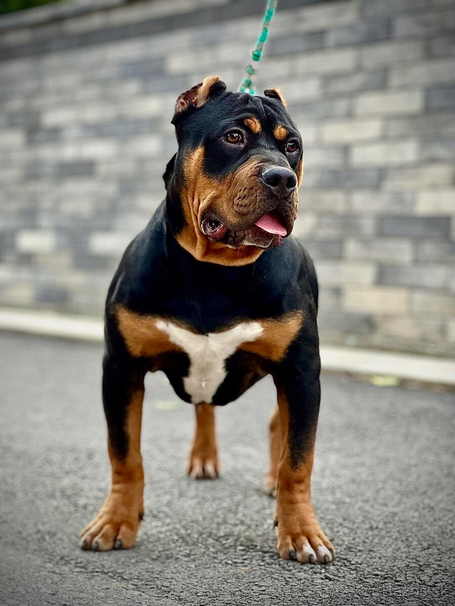 AMERICAN BULLY XL s PP - 3