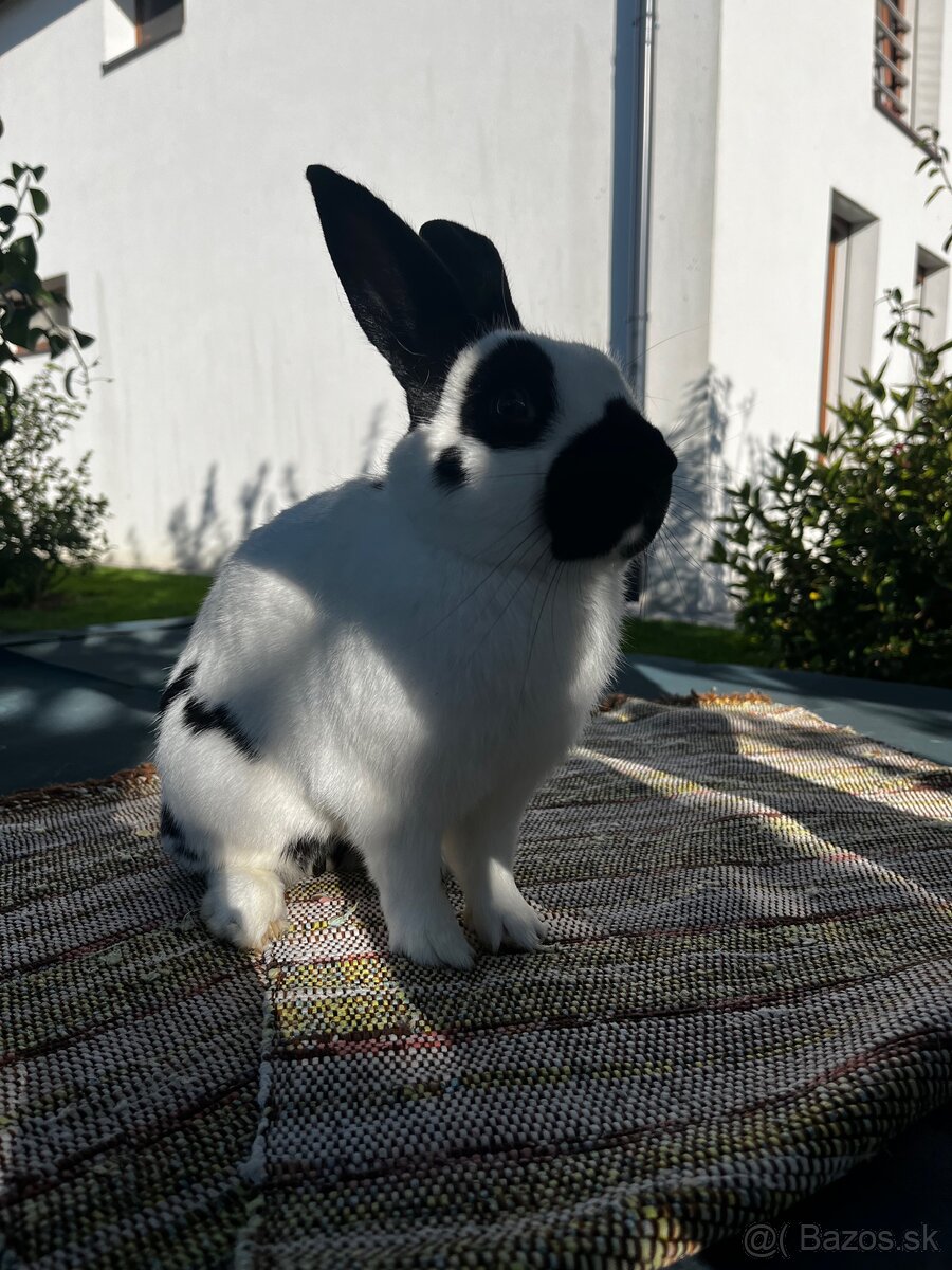 Králik Český strakáč - 3