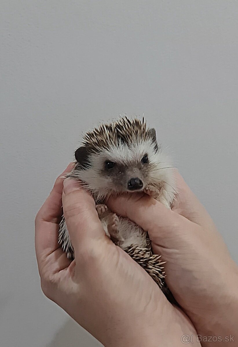 Ježko africký bielobruchý - 3