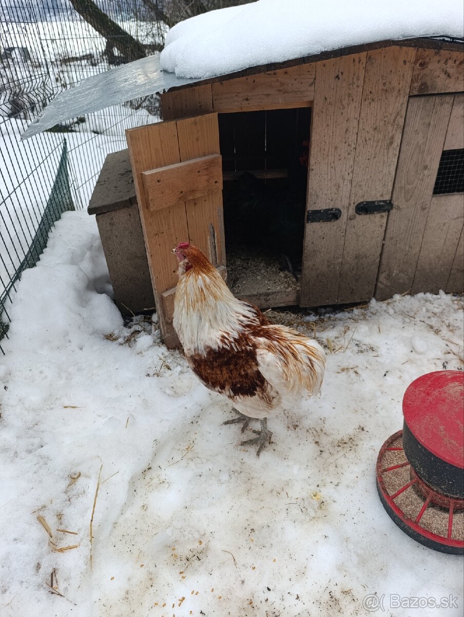 Araucana kohutiky - 3