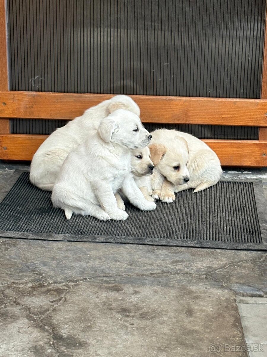 Labrador šteniatka na predaj - 3