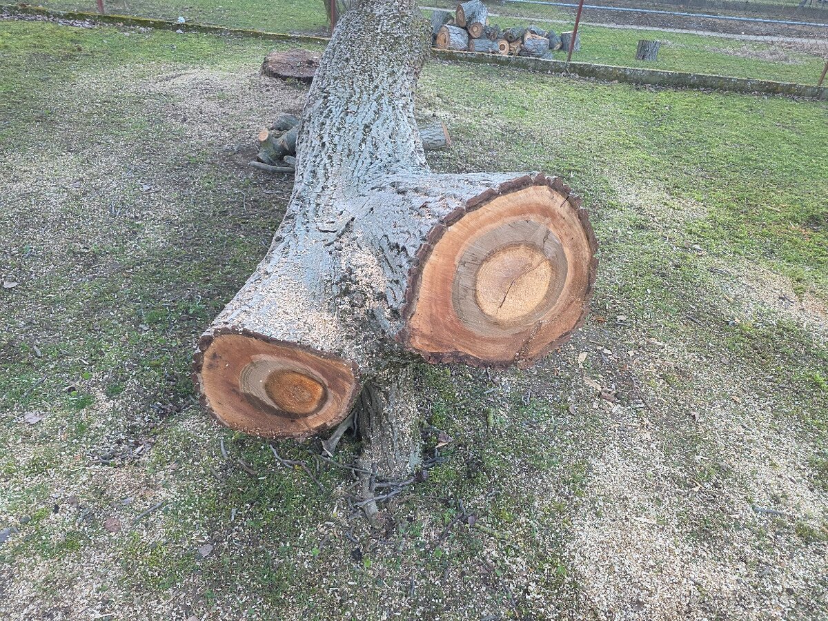 Predaj orechové kmeňa - 3