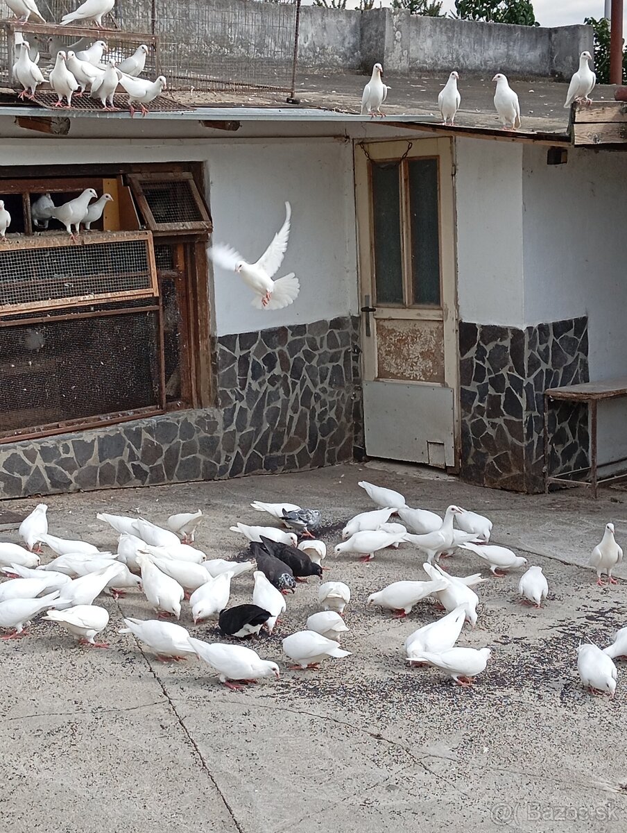 Biele poštové holuby - 3