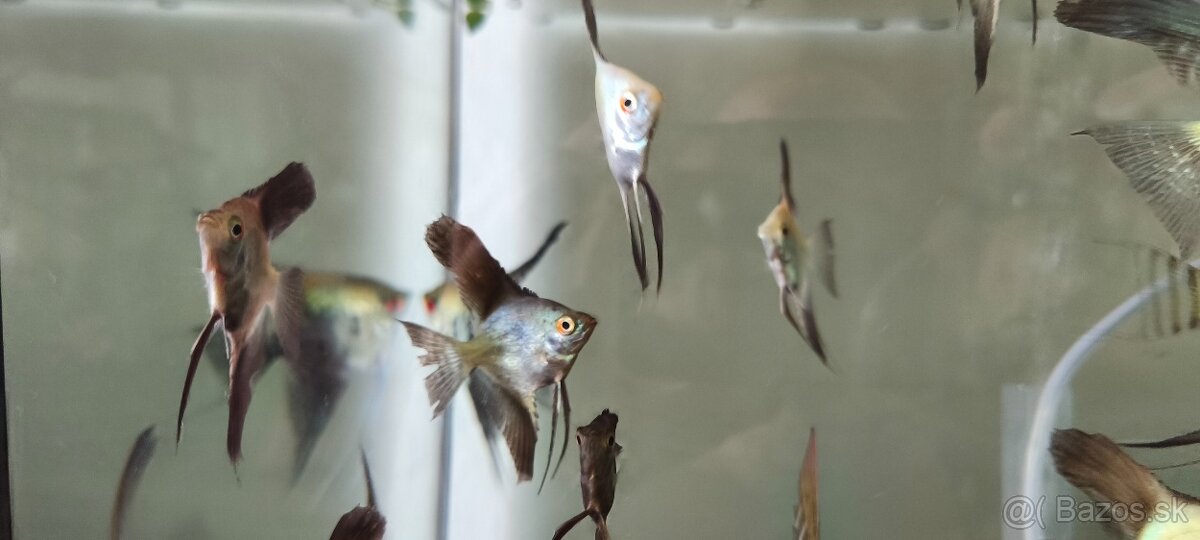 Pterophyllum Bulgarian - 3