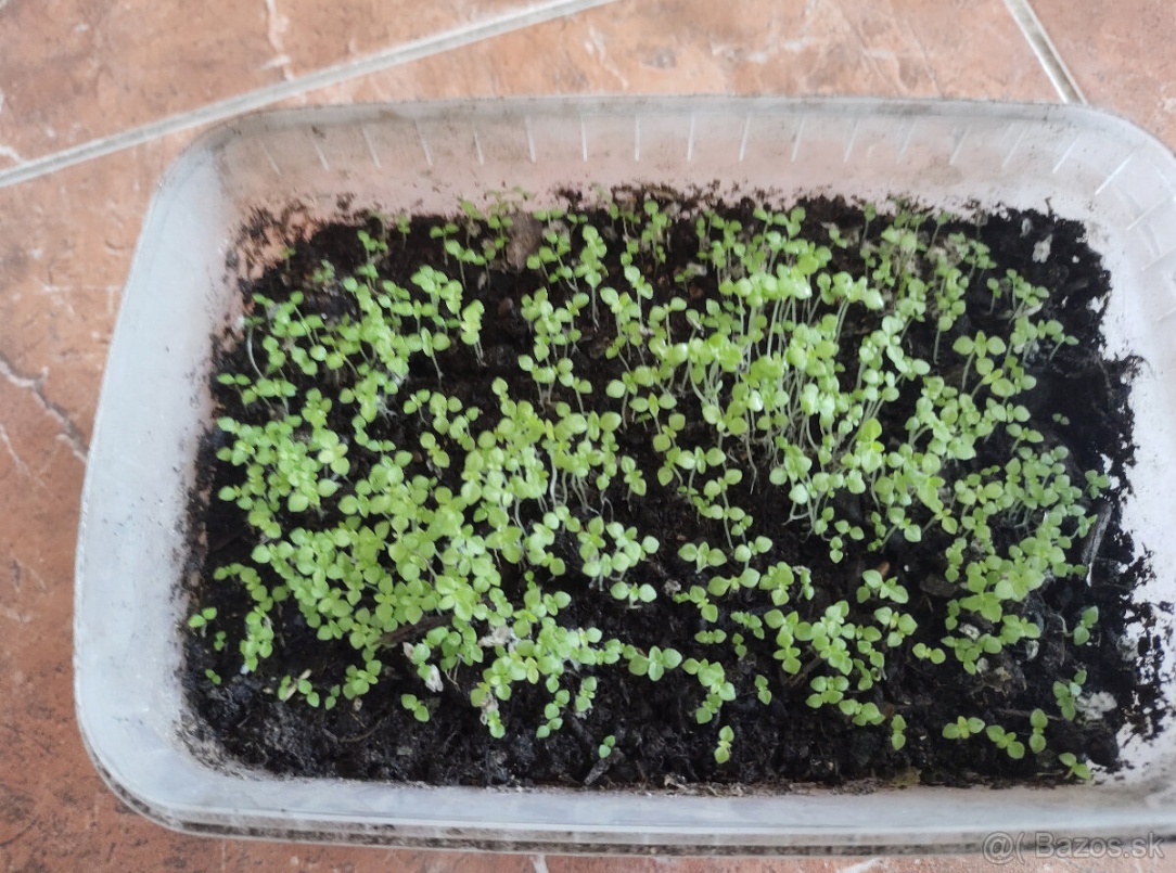 Semienka Paulownia - 3