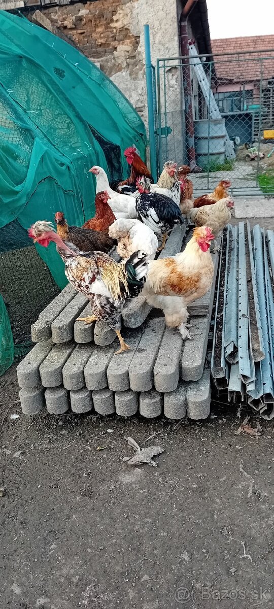 Predám , husy kacice kohuty atd. - 3